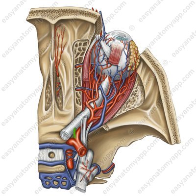 Центральная артерия сетчатки (arteria centralis retinae)